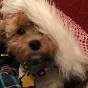 Meet your Posher, Shelly